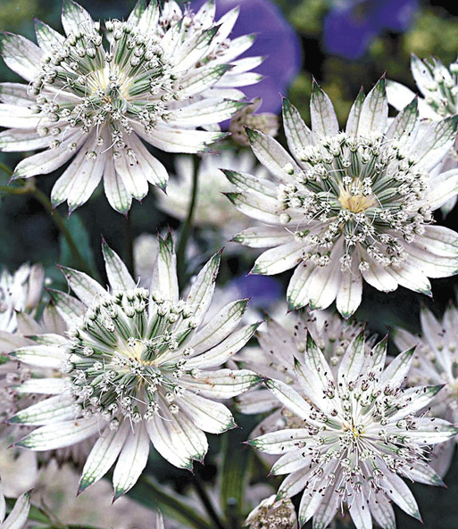 Astrantia 'Raritäten-Mix'