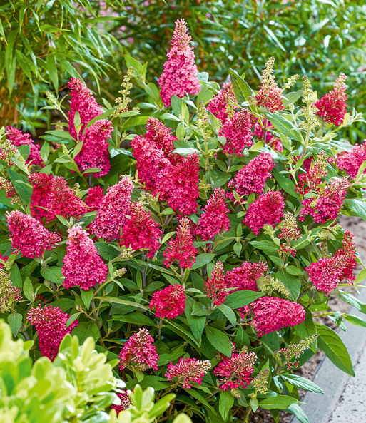 Buddleia-Mix 'Butterfly Candy®'