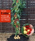 TomTato®