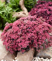 Sedum Sun Sparkler® 'Sedoro Blue Elf'