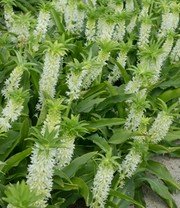 Schopflilie (Ananasblume) 'Autumnalis'