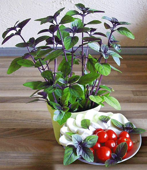 Garten-Basilikum