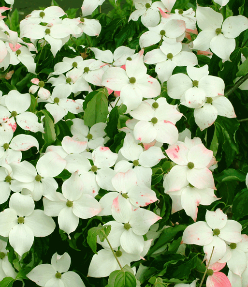 Japanischer Blüten-Hartriegel