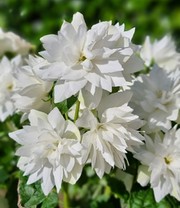 Duftender Gartenjasmin 'Pearls of Perfume®'
