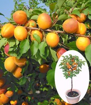 Aprikose 'Compacta Super Compact®'