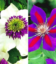 Clematis-Raritäten-Sortiment zum Vorteilspreis