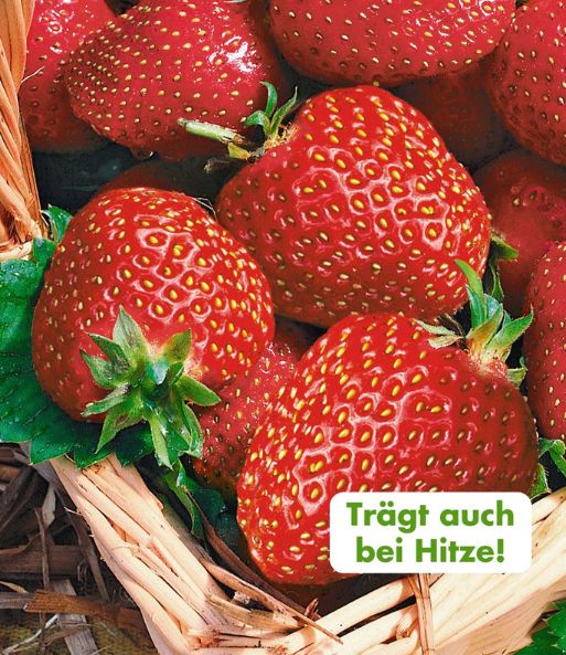Die Früchte der immertragenden Erdbeere 'Seascape' liegen in einem geflochtenen Korb. Dazu der Text: „Trägt auch bei Hitze!“