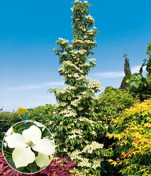 Hartriegel 'Flower Tower'