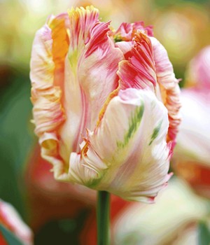 Papageien-Tulpe 'Apricot Parrot'