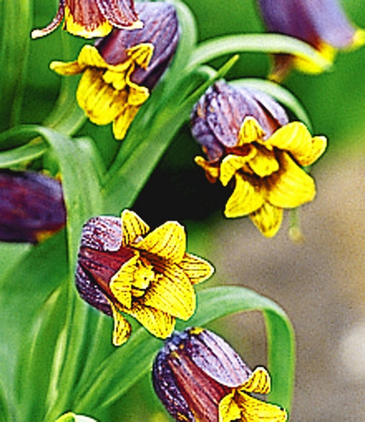 Fritillaria 'Fox's Grape'