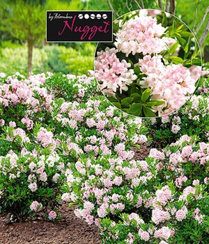 Rhododendron 'Nugget by Bloombux®'