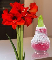XL Wachs-Amaryllis 'Touch of Snow' Rot