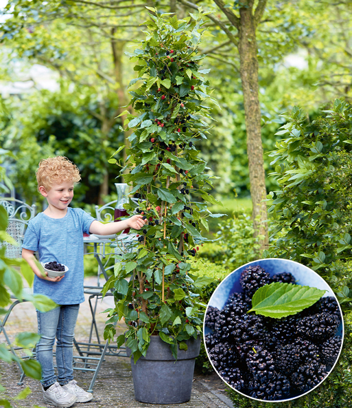 Ein Junge steht neben der Maulbeere „BonBon Berry“ und erntet die reifen Früchte. Eingeblendet ist eine Nahaufnahme der Früchte.