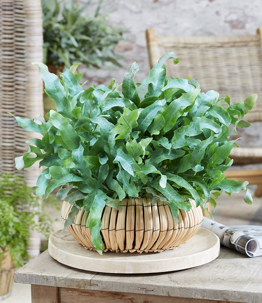 Goldtüpfel-Farn Phlebodium 'Blue Star'