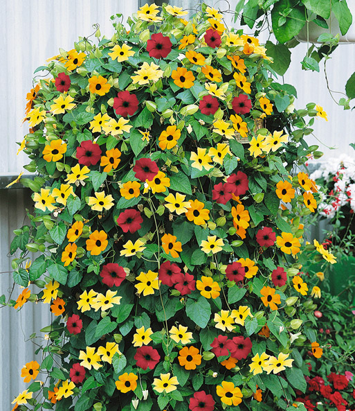 Schwarzäugige Susanne 'Flower-Sensation-Mix'
