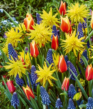 Zwiebel-Mix 'Botanic Beauties'