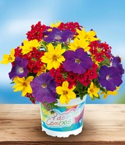 Sommerblumen-Mix 'Circus'