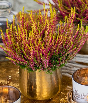 Calluna Knospenheide 'Golden Angie', 13 cm-Topf