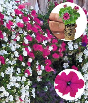 Hänge-Petunie 'AlpeTunia® Pink'