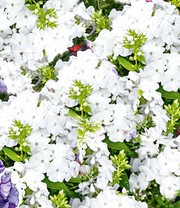 Super-Duft-Phlox-Kollektion