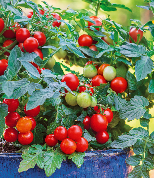 Balkon-Cocktail-Tomate 'Veranda Red' F1