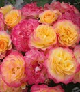 Strauchrose 'Landlust®'