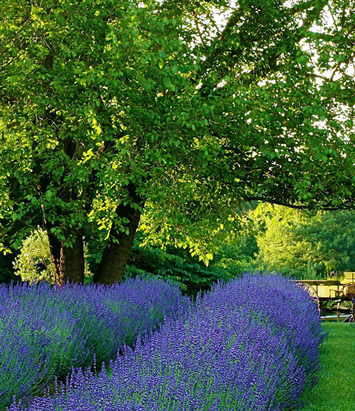 Lavendel 'Phenomenal®' im 2-Liter Topf