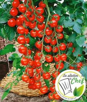 Veredelte Kirsch-Tomate 'Pepe' F1