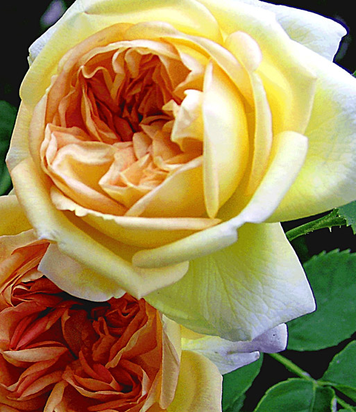 Rambler-Rose 'Alchymist'
