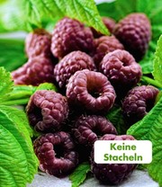 Schwarze Himbeere 'Glen Coe'