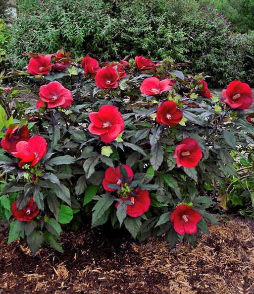 Der winterharte Hibiskus 'Summerific' 'Midnight Marvel' steht in einem Garten und erstrahlt mit großen, roten Blüten.