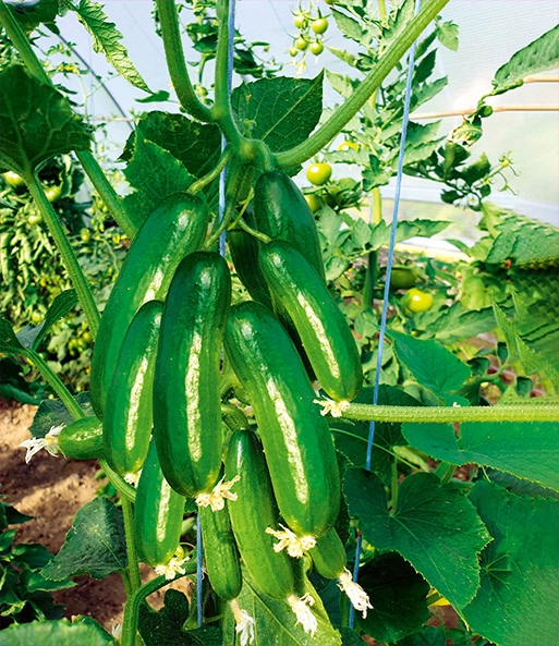 An der Gurkenpflanze „Cucko“ hängen viele große, grasgrüne Gurken, während im Hintergrund Tomatenpflanzen mit noch grünen, unreifen Früchten wachsen. 