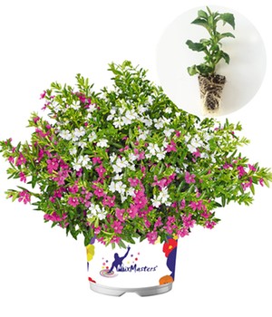 Cuphea-Mix 'Myrtis® Pink-White'