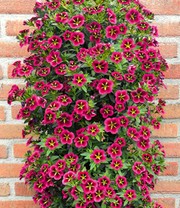 Zauberglöckchen Petunie 'Cabaret® Good Night Kiss'