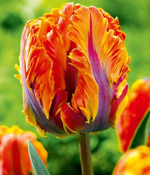 Papageien-Tulpe 'Irene Parrot'