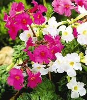 'Incarvillea' Blüten-Mix