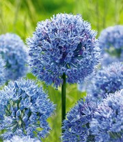 Allium 'Azureum'