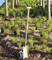 Gräser-Teppich 'Carex Remota'