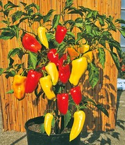 Ungarischer Paprika 'Gypsy' F1