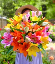 Lilien 'Bonbon-Mix'