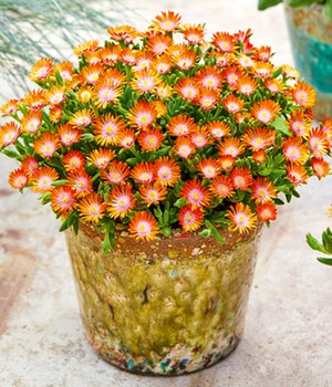 Winterharte Eisblume 'Icecream Orange®'
