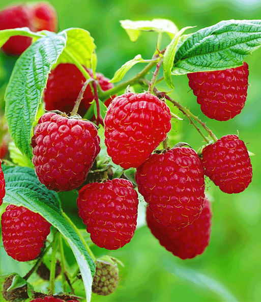 Beeren-Sortiment 'Weintraube, Heidelbeere, Himbeere' zum Vorteilspreis