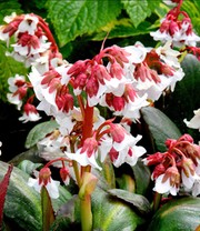 Bergenie 'Fire and Ice'