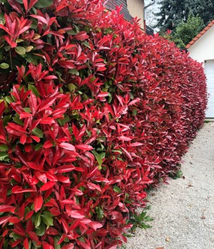 Photinia-Hecke 'Red Robin' 5 Pflanzen