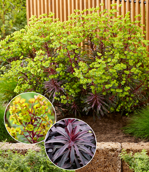 Euphorbia 'Miners Merlot®'
