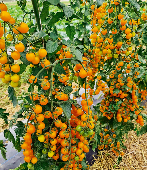 Snack-Tomate 'Perlino gelb'