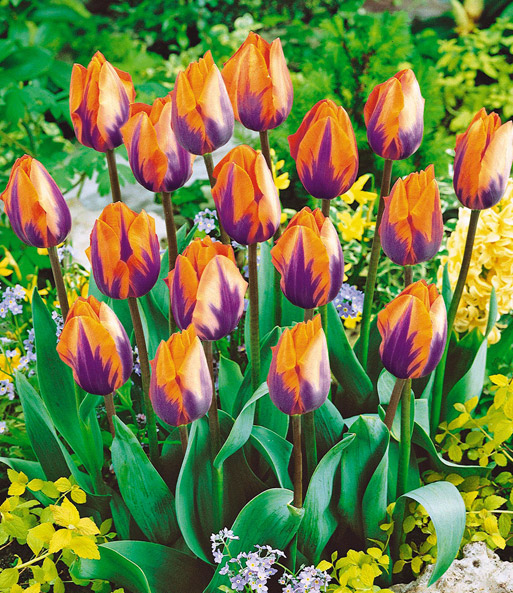 Tulpe 'Prinzess Irene'