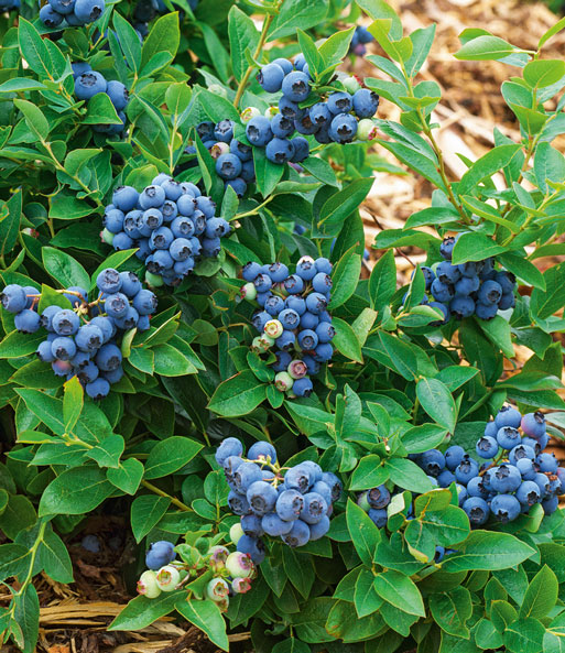 Die Früchte der Trauben-Heidelbeere „Reka Blue“ wachsen als Reben dicht beisammen und üppig an einzelnen Pflanzen. Die Reben sind etwa handgroß. 