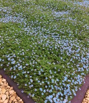 Isotoma 'Blue Foot®'