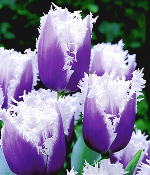 Tulpe 'Blue Cummins'